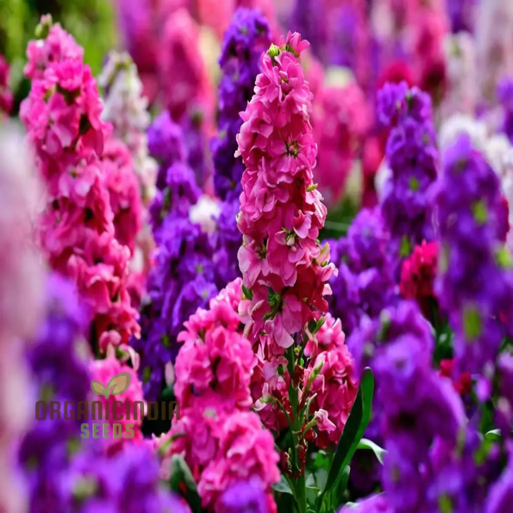 Matthiola Incana Flower Seeds - Fragrant Blooms for Charming Garden Borders