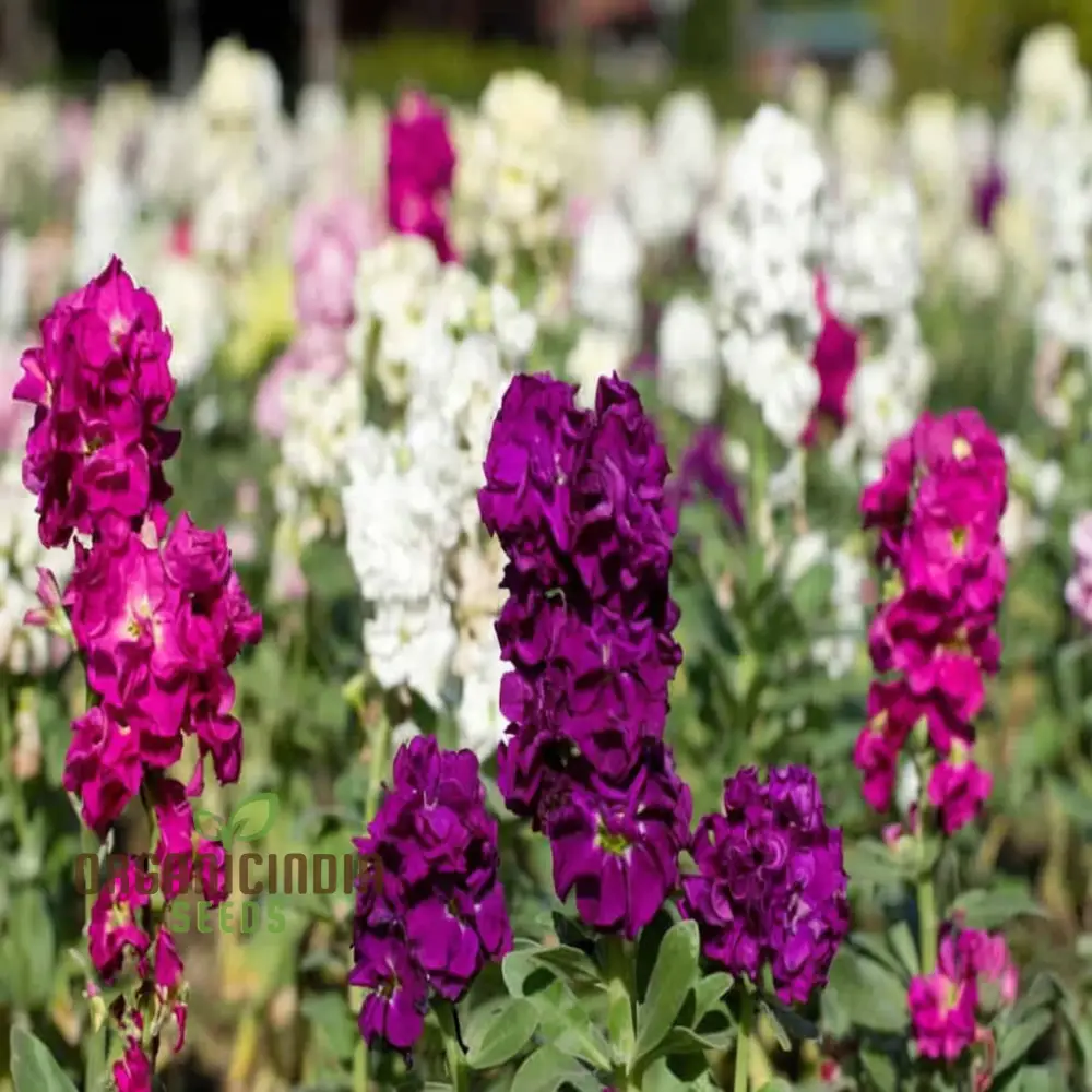 Matthiola Incana Flower Seeds - Fragrant Blooms for Charming Garden Borders - Image 3