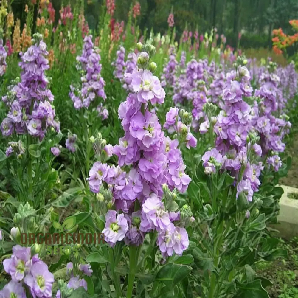 Matthiola Incana Flower Seeds - Fragrant Blooms for Charming Garden Borders - Image 4