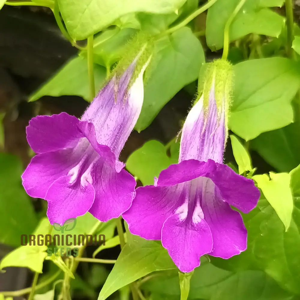 Maurandya Barclaiana Flower Seeds for Planting, Perfect for Gardening