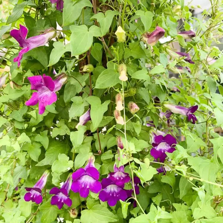 Maurandya Barclaiana Flower Seeds for Planting, Perfect for Gardening - Image 3