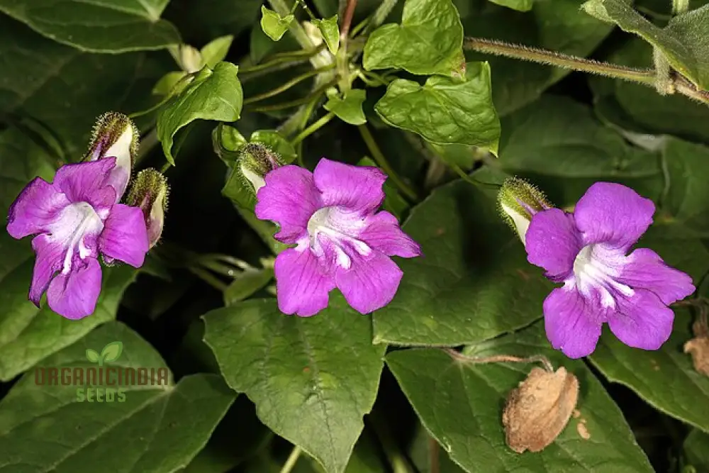Maurandya Barclaiana Flower Seeds for Planting, Perfect for Gardening - Image 4