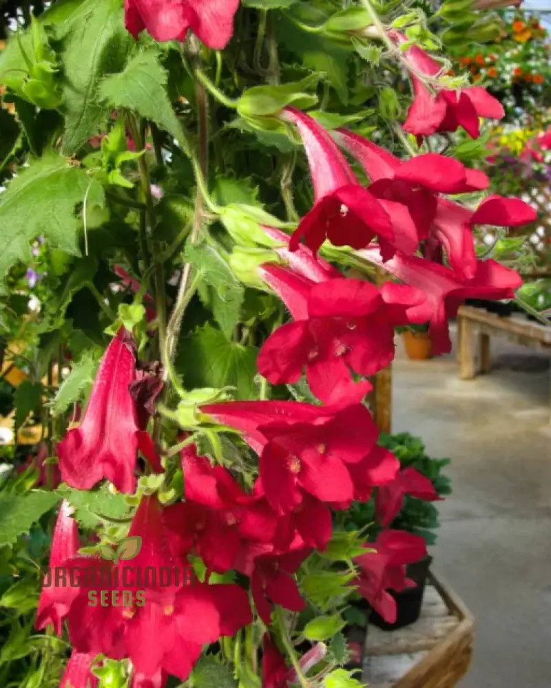 Maurandya Erubescens 'Magic Dragon' flower Seeds for Planting, Perfect for Vibrant Garden - Image 3