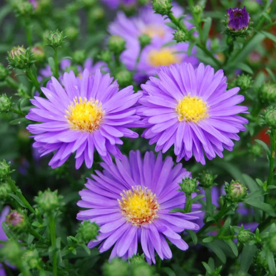 Mauve Aster Flower Seeds – Soft Elegant Blooms for Garden Planting