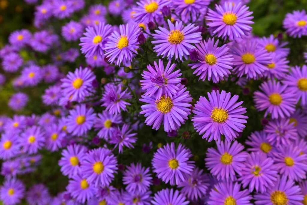 Mauve Aster Flower Seeds – Soft Elegant Blooms for Garden Planting - Image 3
