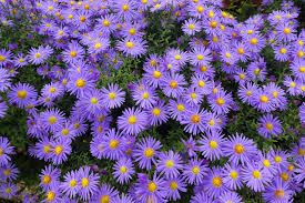 Mauve Aster Flower Seeds – Soft Elegant Blooms for Garden Planting - Image 4