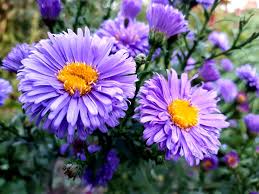 Mauve Aster Flower Seeds – Soft Elegant Blooms for Garden Planting - Image 5