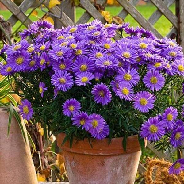 Mauve Aster Flower Seeds – Soft Elegant Blooms for Garden Planting - Image 6