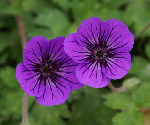 Mauve Geranium Flower Seeds , Soft Elegant Blooms, Easy to Grow, Non-GMO - Image 2