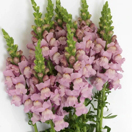 Mauve Snapdragon Flower Seeds – Elegant & Hardy Blooms for Your Garden - Image 2