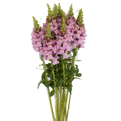 Mauve Snapdragon Flower Seeds – Elegant & Hardy Blooms for Your Garden - Image 3
