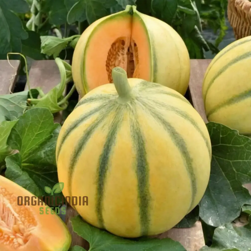 Maximizing Harvests High-Yield Muskmelon Fruit Seeds for Bountiful and Flavorful Melons