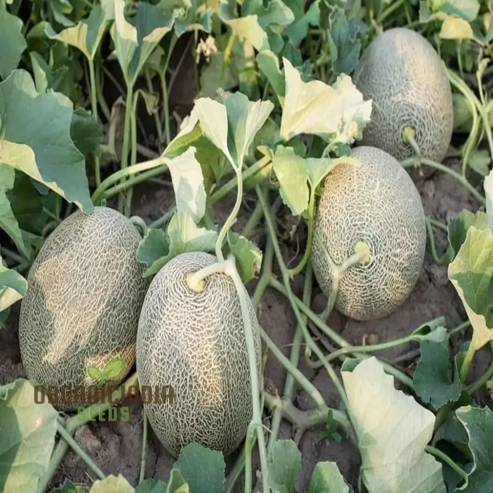 Maximizing Harvests High-Yield Muskmelon Fruit Seeds for Bountiful and Flavorful Melons - Image 3