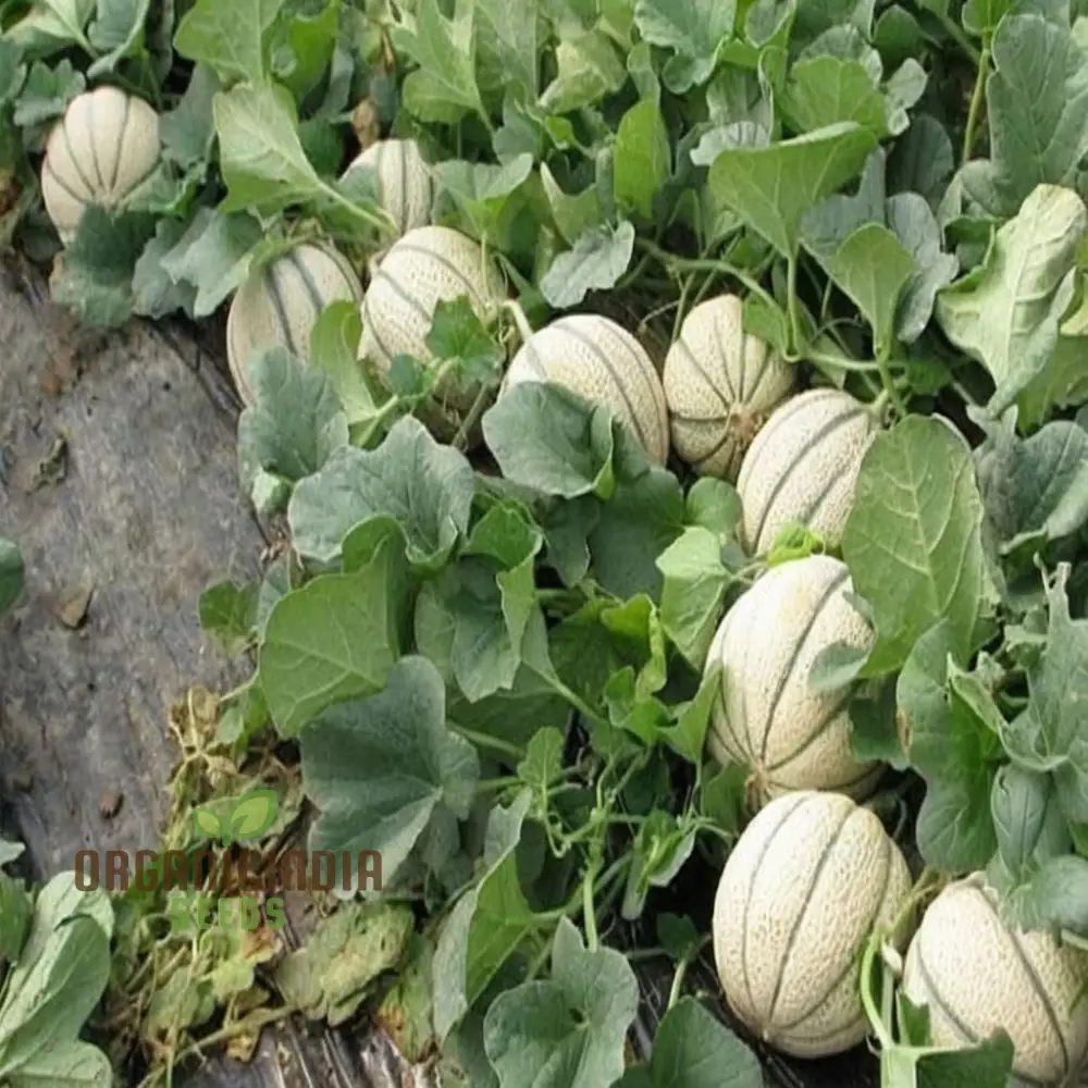 Maximizing Harvests High-Yield Muskmelon Fruit Seeds for Bountiful and Flavorful Melons - Image 4