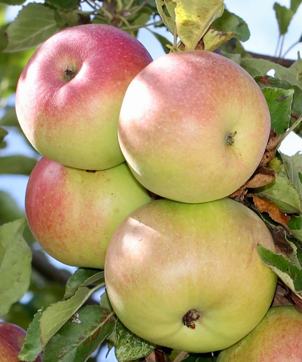 McIntosh Apple Seeds for Planting – Classic Sweet & Juicy Apple Trees - Image 2