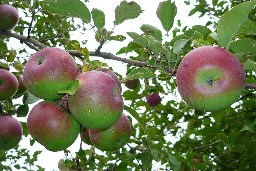 McIntosh Apple Seeds for Planting – Classic Sweet & Juicy Apple Trees - Image 3