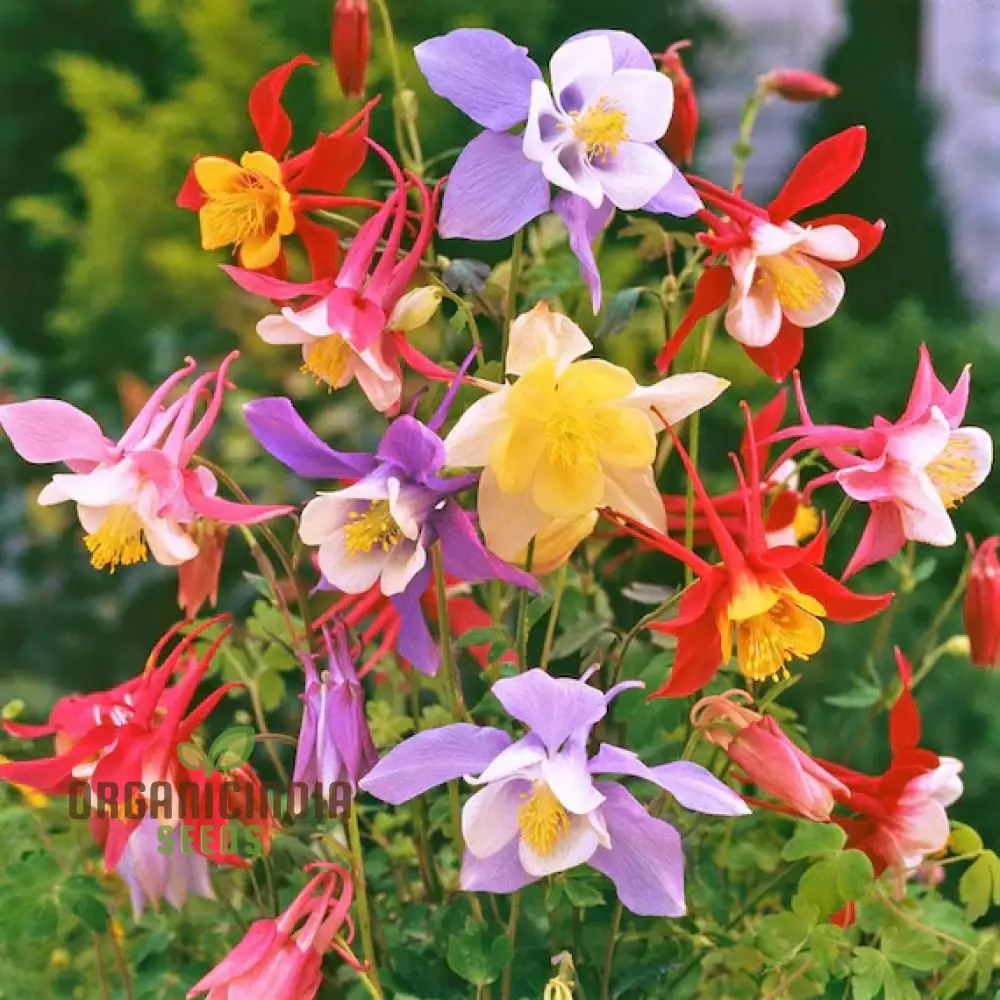 McKana's Giant Columbine Seeds for Planting - Premium Quality Flower Seeds for Lush Gardens - Image 3