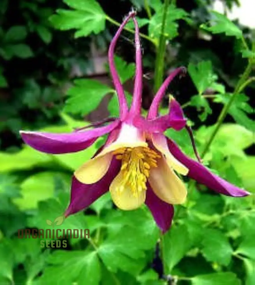 McKana's Giant Columbine Seeds for Planting - Premium Quality Flower Seeds for Lush Gardens - Image 4