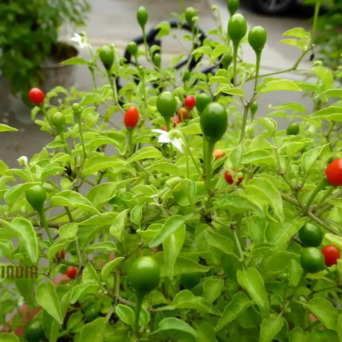 McMahon's Texas Bird Pepper Vegetable Seeds for Gardening Grow Your Own Spicy Garden Delights