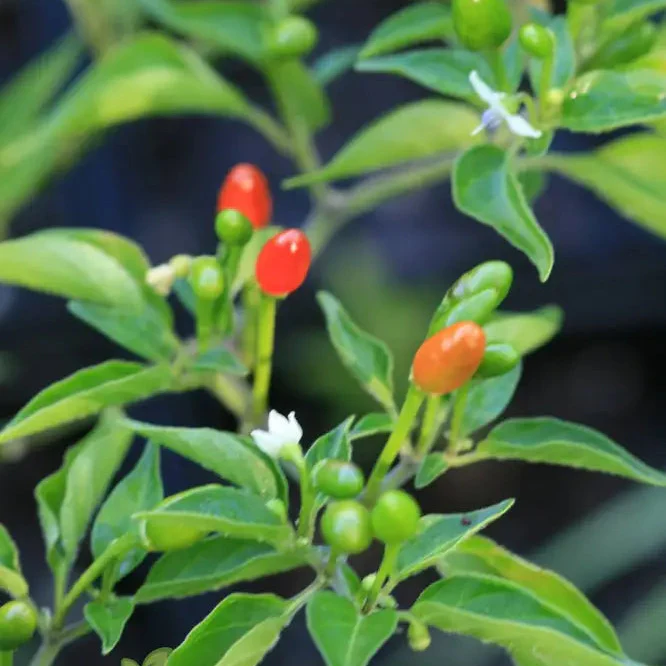 McMahon's Texas Bird Pepper Vegetable Seeds for Gardening Grow Your Own Spicy Garden Delights - Image 3