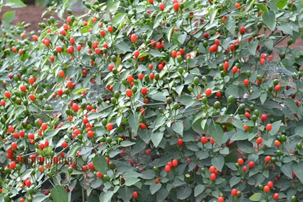 McMahon's Texas Bird Pepper Vegetable Seeds for Gardening Grow Your Own Spicy Garden Delights - Image 4