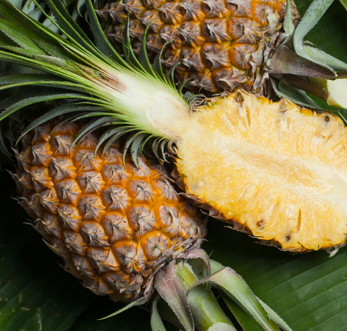 MD-2 Golden Pineapple Seeds for Planting – Grow Sweet & Juicy Tropical Pineapples - Image 3