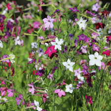 Meadow Tobacco Mix Planting Seeds for Outdoor and Indoor Use – 100 pcs - Image 2