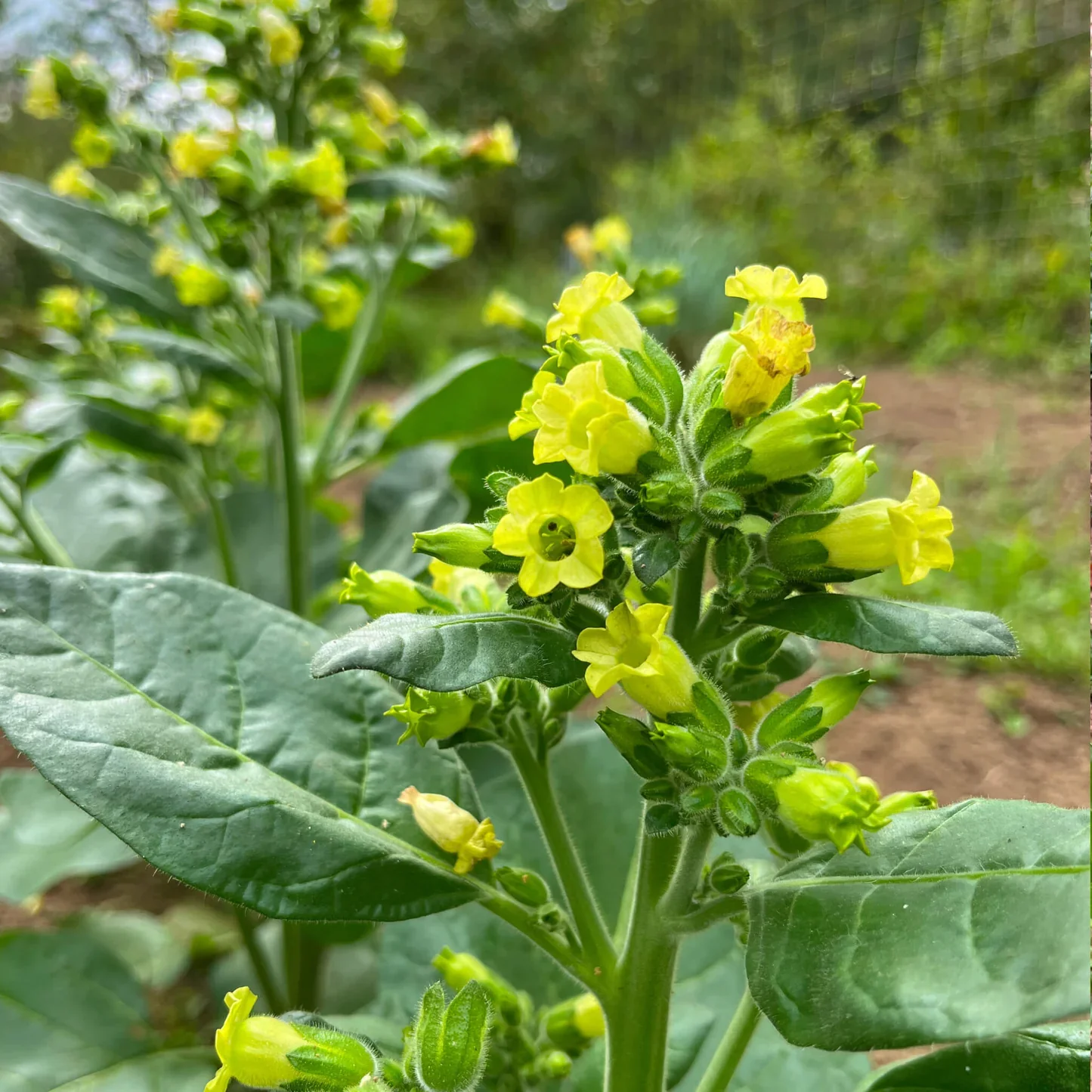 Meadow Tobacco Seeds – Ornamental Garden Plant for Home Landscaping
