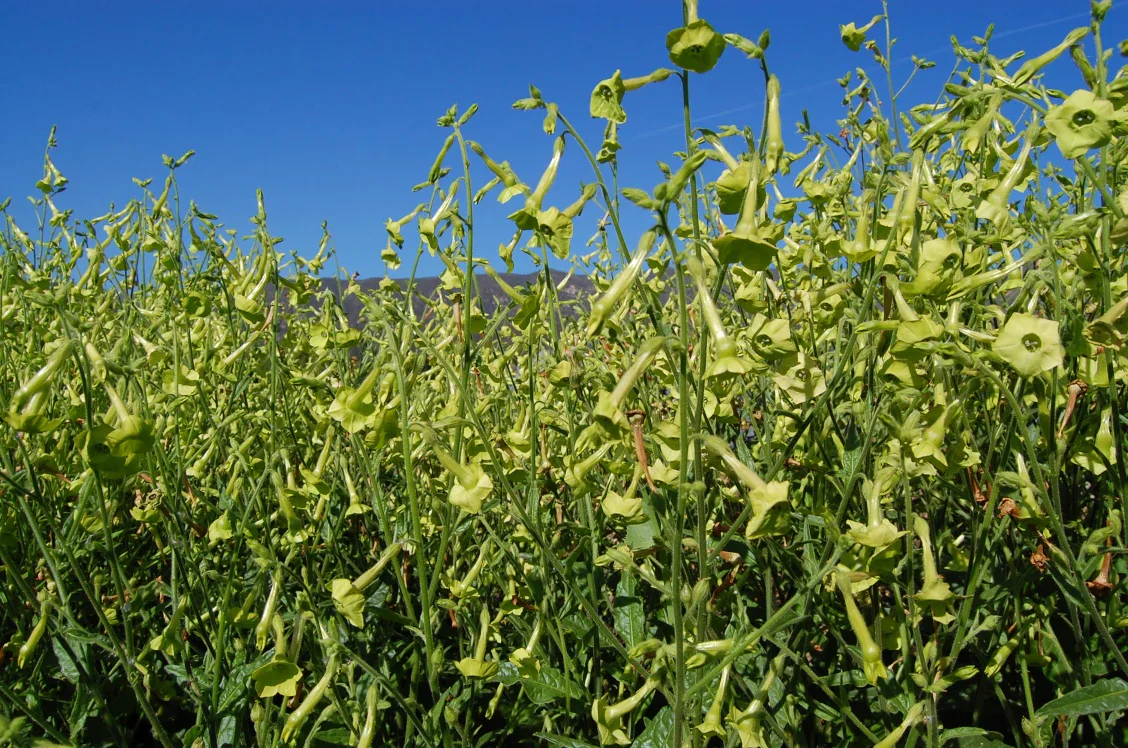 Meadow Tobacco Seeds – Ornamental Garden Plant for Home Landscaping - Image 4