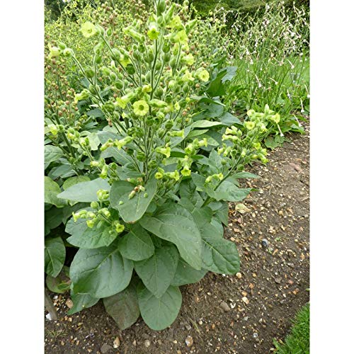 Meadow Tobacco Seeds – Ornamental Garden Plant for Home Landscaping - Image 5