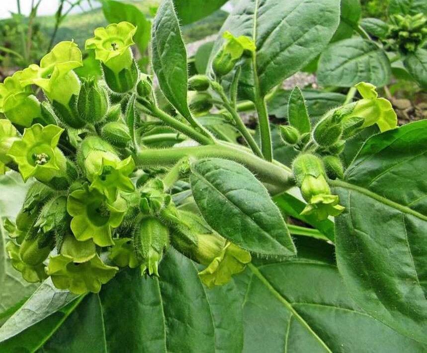 Meadow Tobacco Seeds – Ornamental Garden Plant for Home Landscaping - Image 6