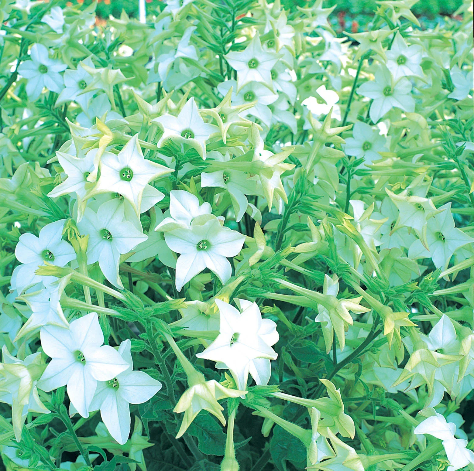 Meadow Tobacco White Planting Seeds for Home Gardens โ 100 pcs