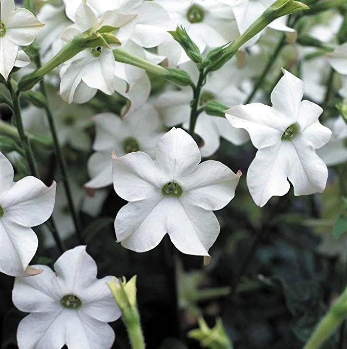 Meadow Tobacco White Planting Seeds for Home Gardens โ 100 pcs - Image 2