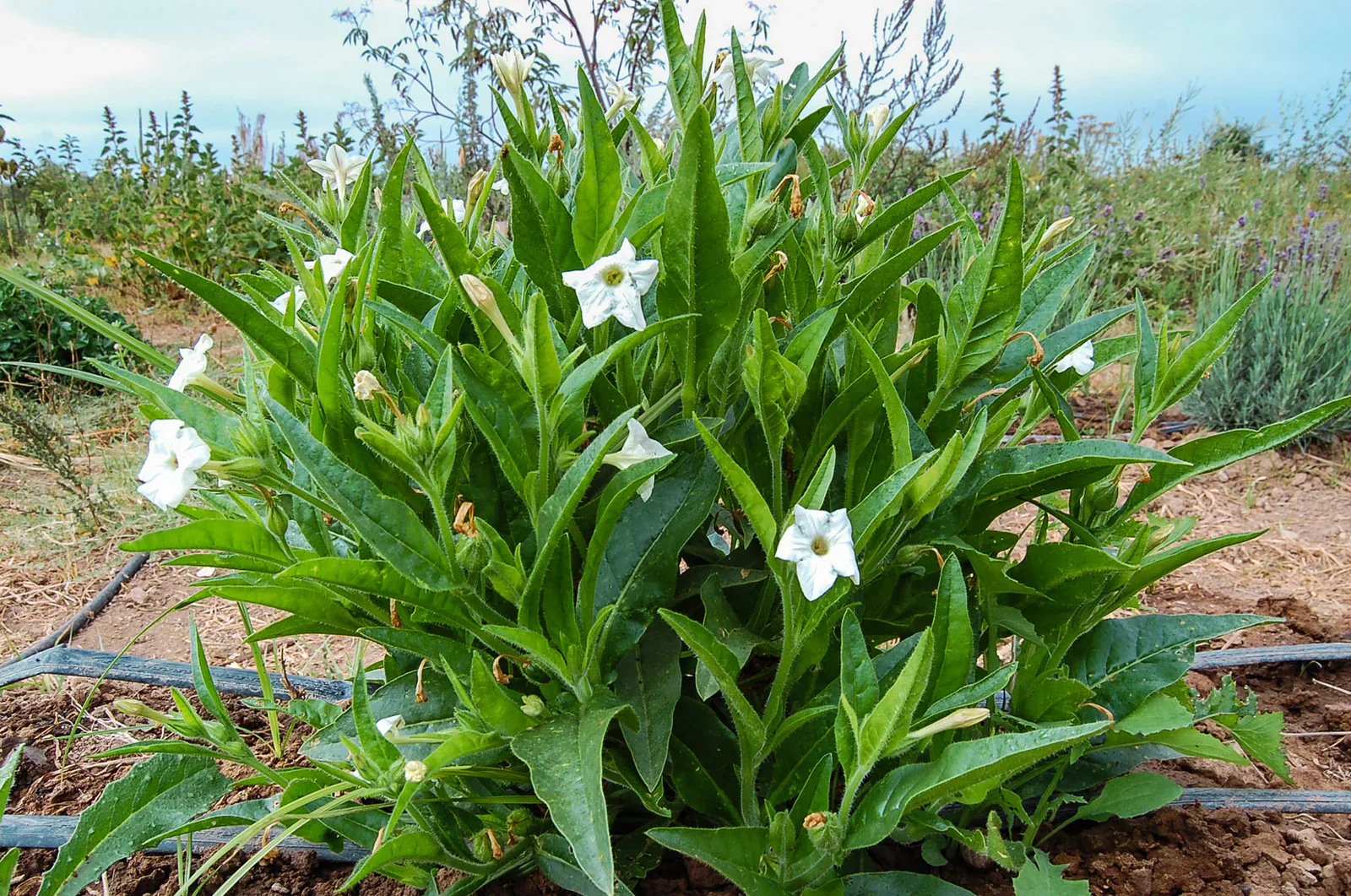Meadow Tobacco White Planting Seeds for Home Gardens โ 100 pcs - Image 3