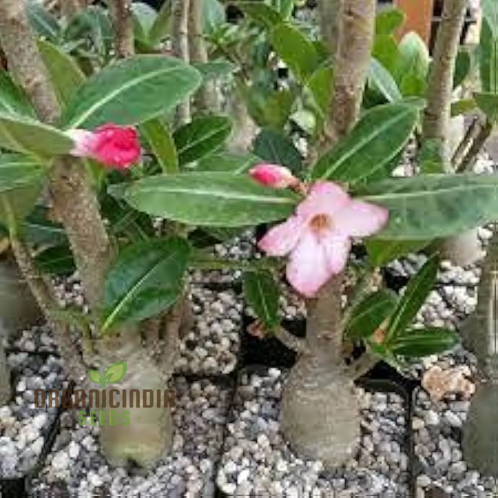 Meaty Flower Seeds, Planting, 100 pcs