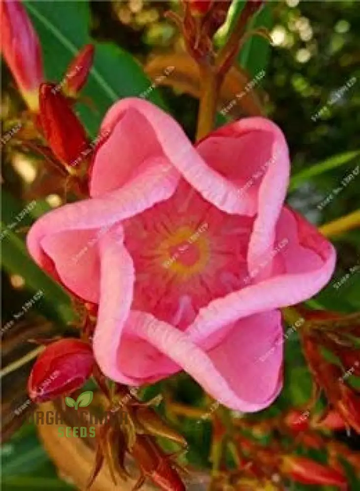 Meaty Flower Seeds, Planting, 100 pcs - Image 3