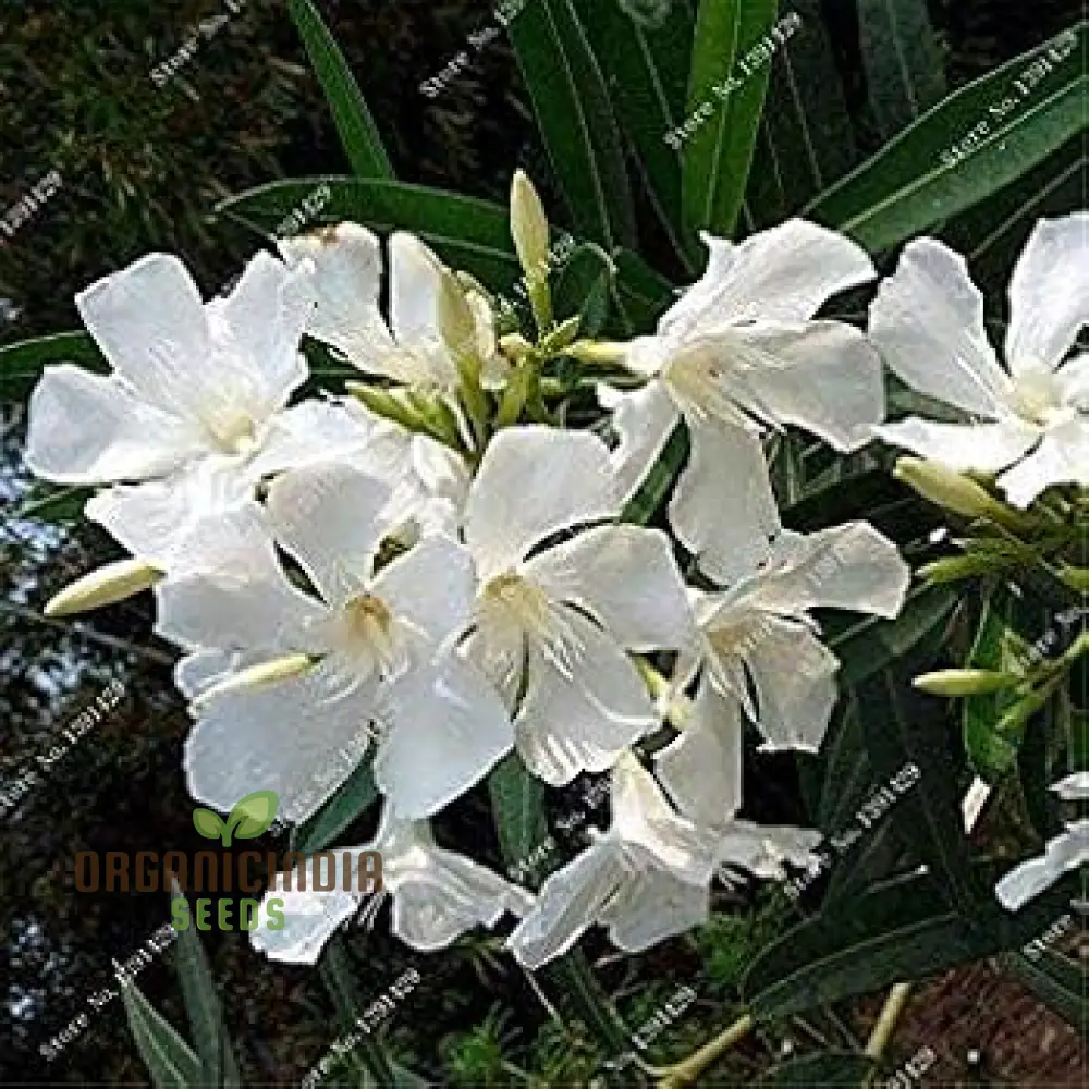 Meaty Flower Seeds, Planting, 100 pcs - Image 4