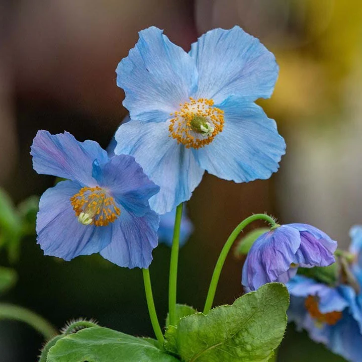Meconopsis Aculeata Flower Seeds, Rare & Stunning Himalayan Blue Poppies for Gardening, Perfect for Outdoor Gardens