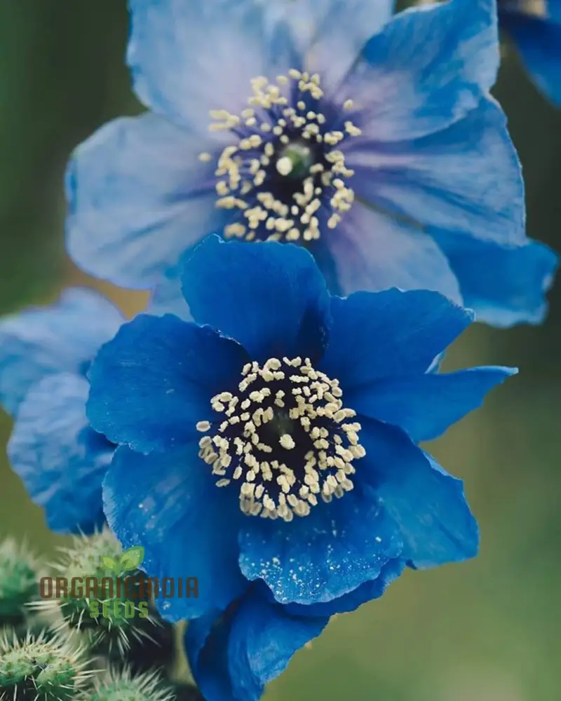 Meconopsis Aculeata Flower Seeds, Rare & Stunning Himalayan Blue Poppies for Gardening, Perfect for Outdoor Gardens - Image 3