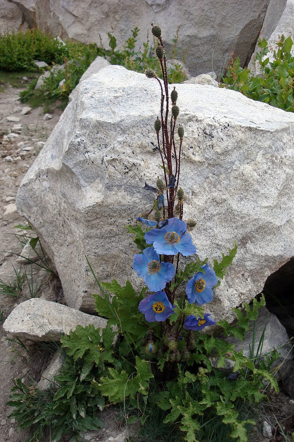 Meconopsis Aculeata Flower Seeds, Rare & Stunning Himalayan Blue Poppies for Gardening, Perfect for Outdoor Gardens - Image 4