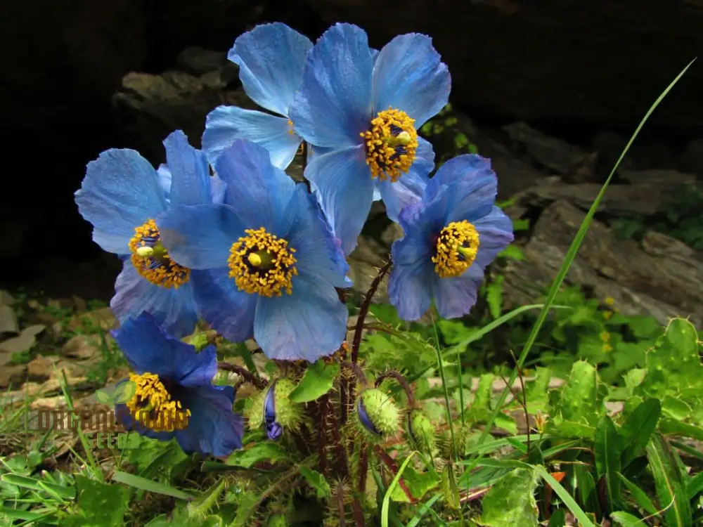 Meconopsis Aculeata Flower Seeds, Rare & Stunning Himalayan Blue Poppies for Gardening, Perfect for Outdoor Gardens - Image 5