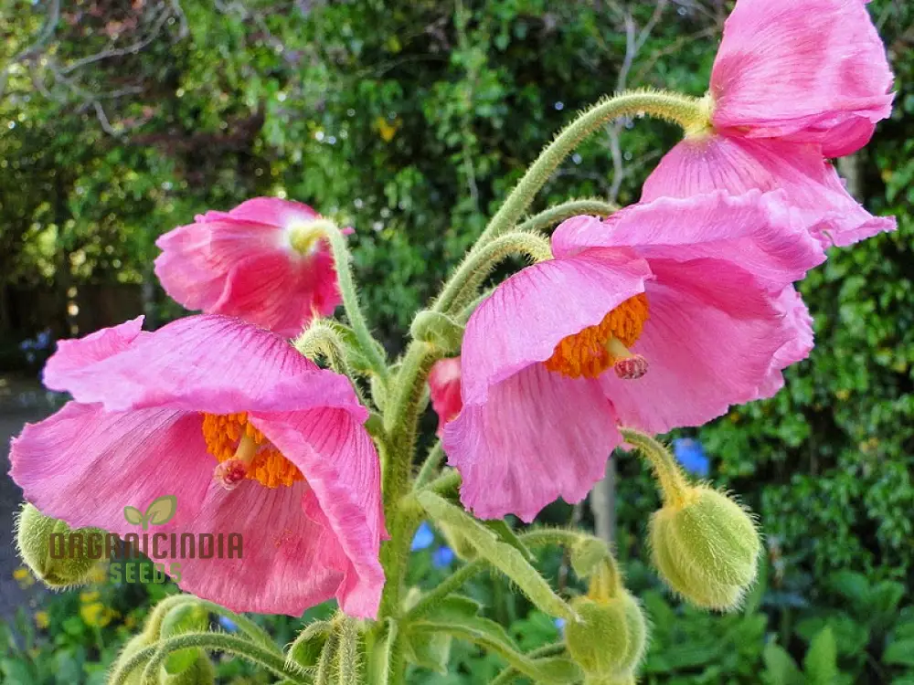 Meconopsis Seeds (Pink Icing Meconopsis Seeds) - Rare Beautiful Perennial Blooms for Gardens
