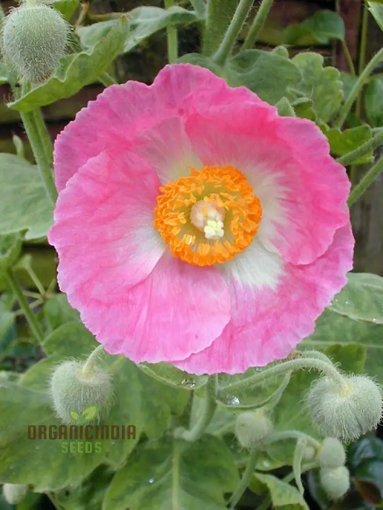 Meconopsis Seeds (Pink Icing Meconopsis Seeds) - Rare Beautiful Perennial Blooms for Gardens - Image 3