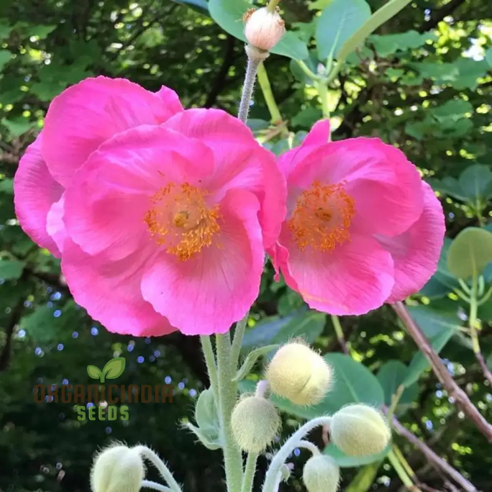 Meconopsis Seeds (Pink Icing Meconopsis Seeds) - Rare Beautiful Perennial Blooms for Gardens - Image 4
