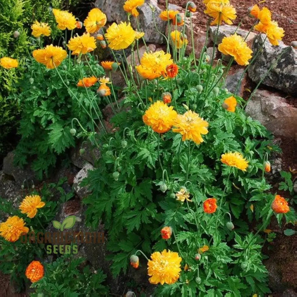Meconopsis Cambrica Double Yellow Flower Seeds, Premium Seeds for Gardening, Beautiful and Hardy Perennial Blooms for Your Garden
