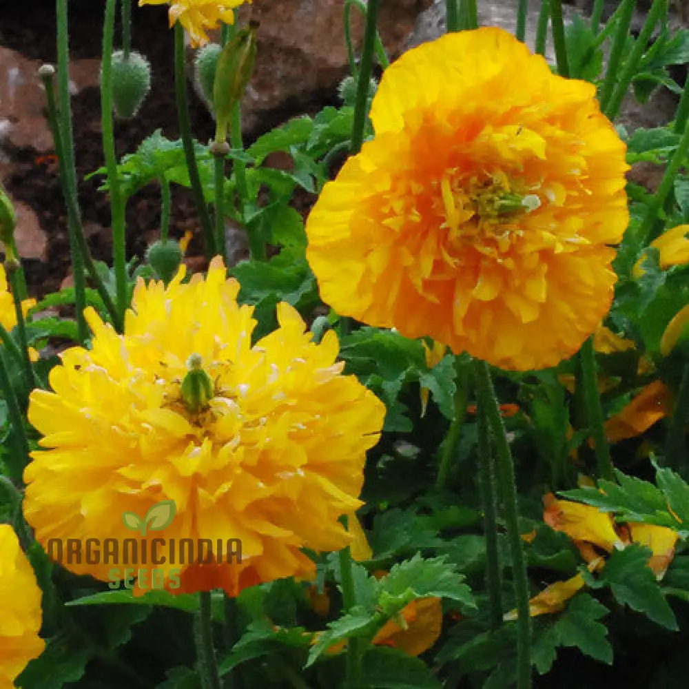 Meconopsis Cambrica Double Yellow Flower Seeds, Premium Seeds for Gardening, Beautiful and Hardy Perennial Blooms for Your Garden - Image 3