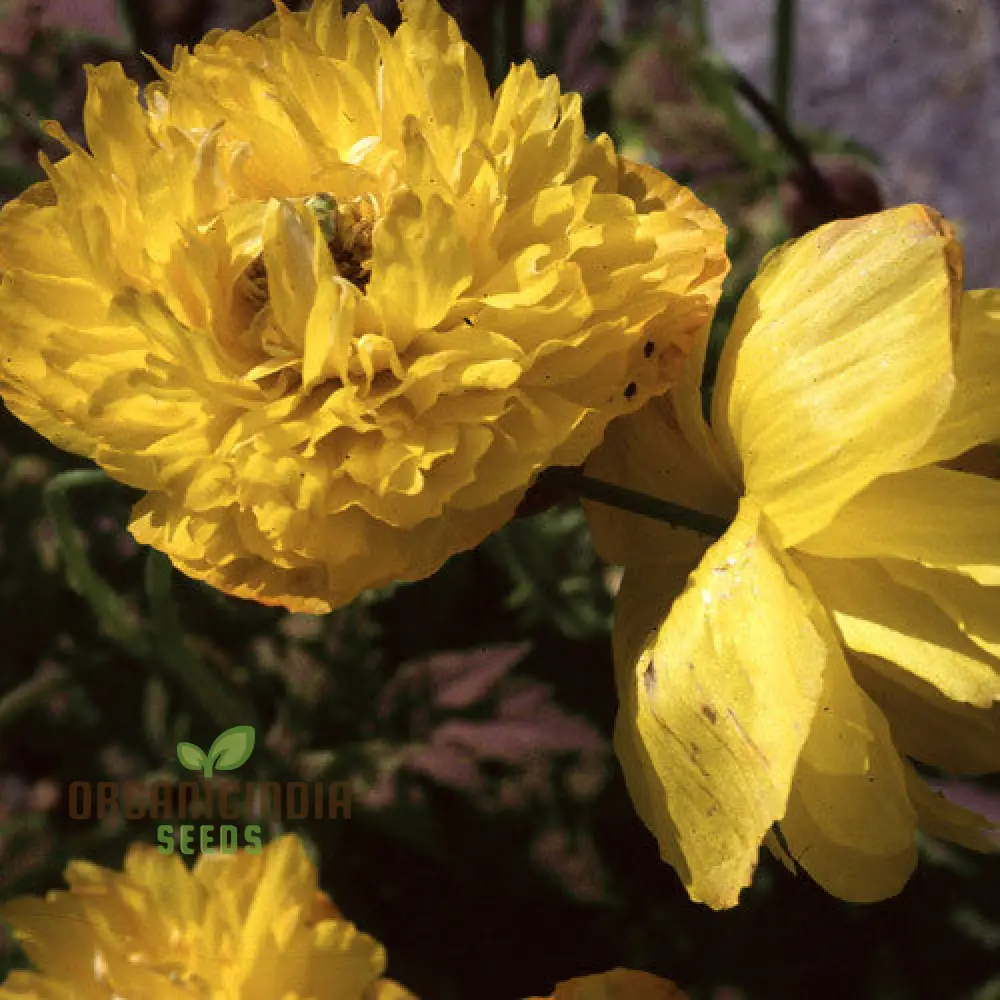 Meconopsis Cambrica Double Yellow Flower Seeds, Premium Seeds for Gardening, Beautiful and Hardy Perennial Blooms for Your Garden - Image 4