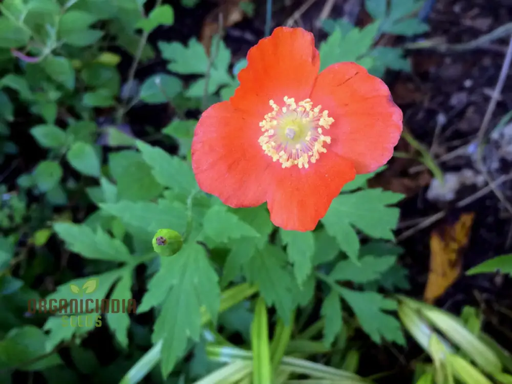 Meconopsis Cambrica 'Frances Perry' Flower Seeds for planting, Rare and Beautiful Welsh Poppy Seeds for Gardening