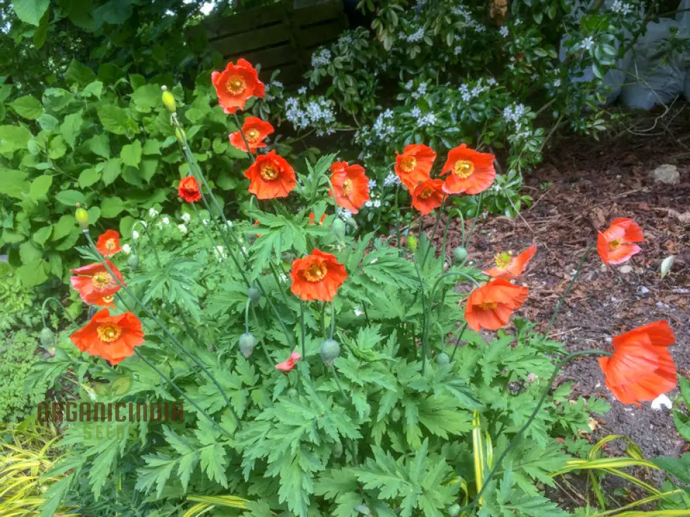 Meconopsis Cambrica 'Frances Perry' Flower Seeds for planting, Rare and Beautiful Welsh Poppy Seeds for Gardening - Image 3