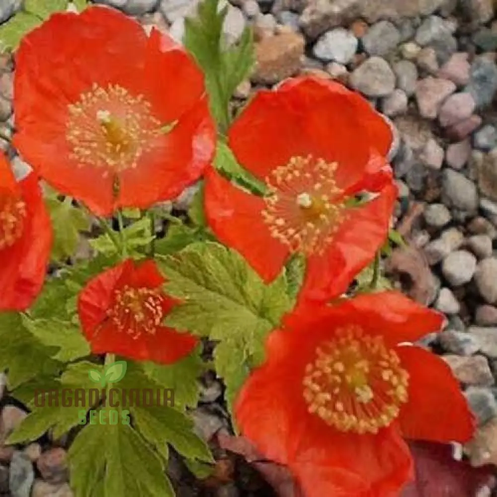 Meconopsis Cambrica 'Frances Perry' Flower Seeds for planting, Rare and Beautiful Welsh Poppy Seeds for Gardening - Image 4
